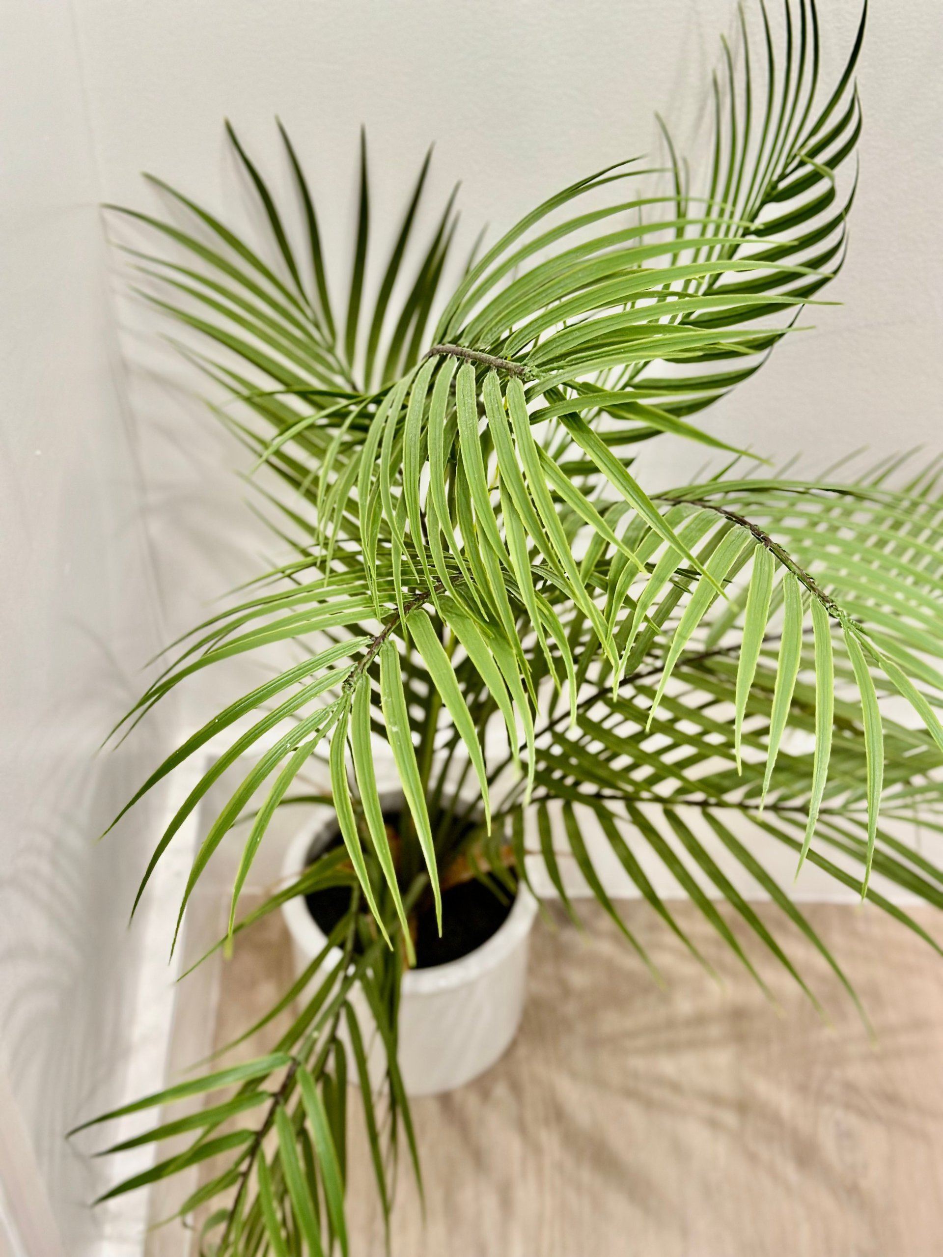 A potted green palm plant with feathery fronds against a neutral wall background