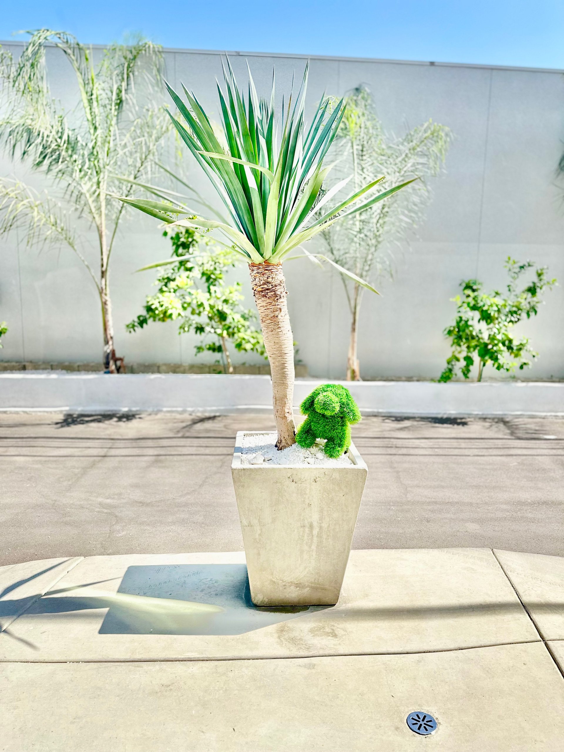 Potted palm tree with green spiky leaves in a concrete planter on a patio, with white greenhouse wall in the background