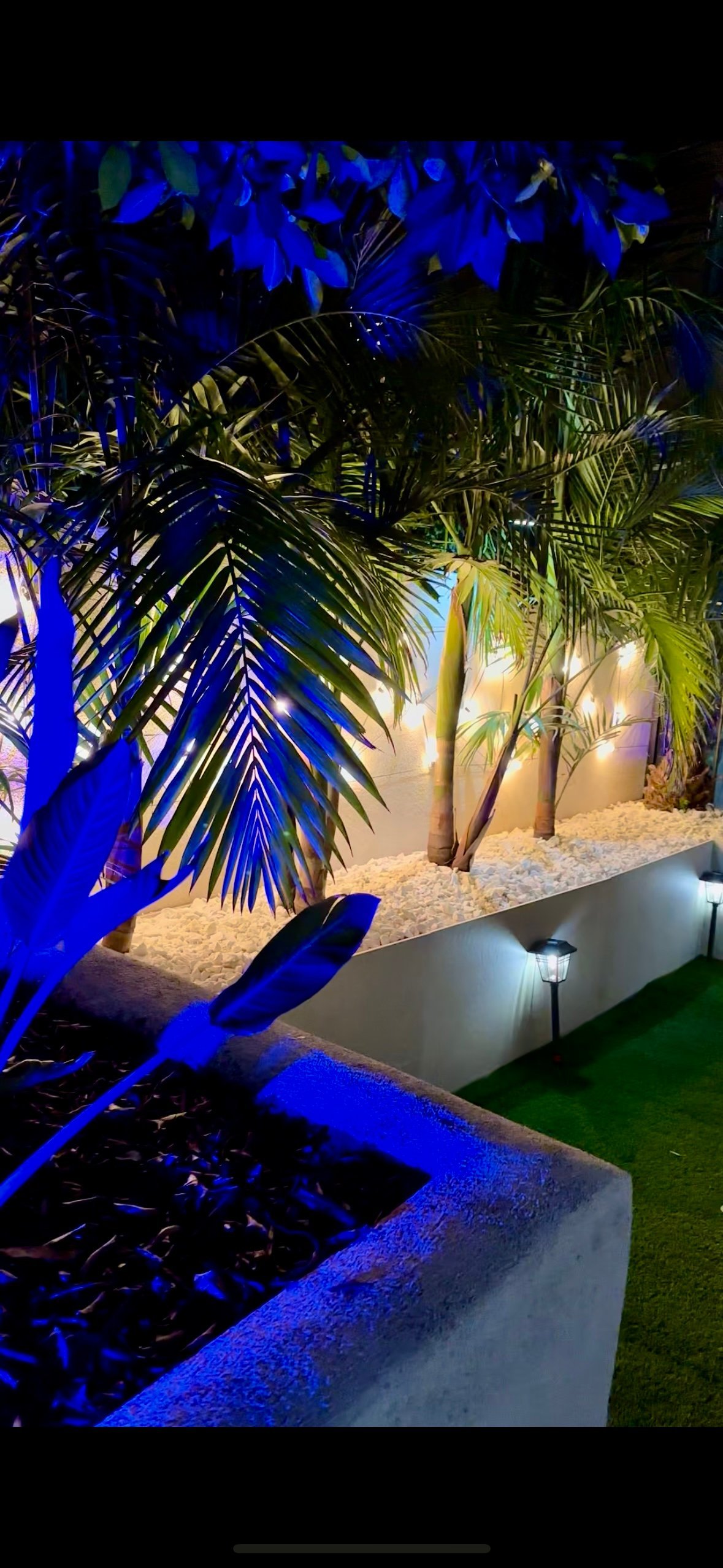 Nighttime backyard garden with blue LED lighting illuminating palm trees, sandy area, and manicured lawn